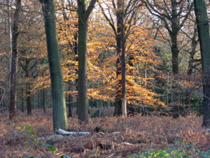 Herfst in Vordenstein.