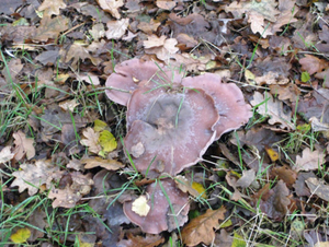 Herfst in Vordenstein.