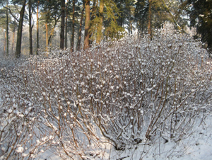 Vordenstein in de sneeuw.