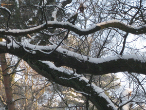 Vordenstein in de sneeuw.