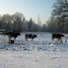 Vordenstein in de sneeuw