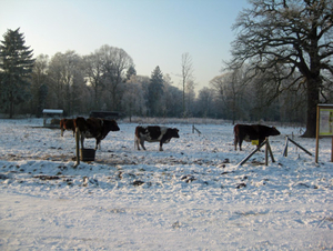 Vordenstein in de sneeuw