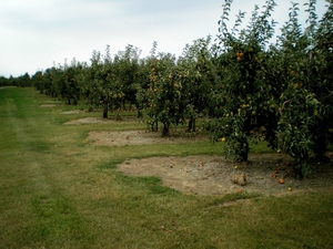 appelen