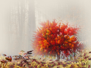 Shanty project 58.1