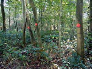 06-