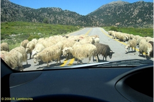 Schapen op de rijweg