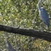 1A Biesbosch museum,rondvaart _DSC00024