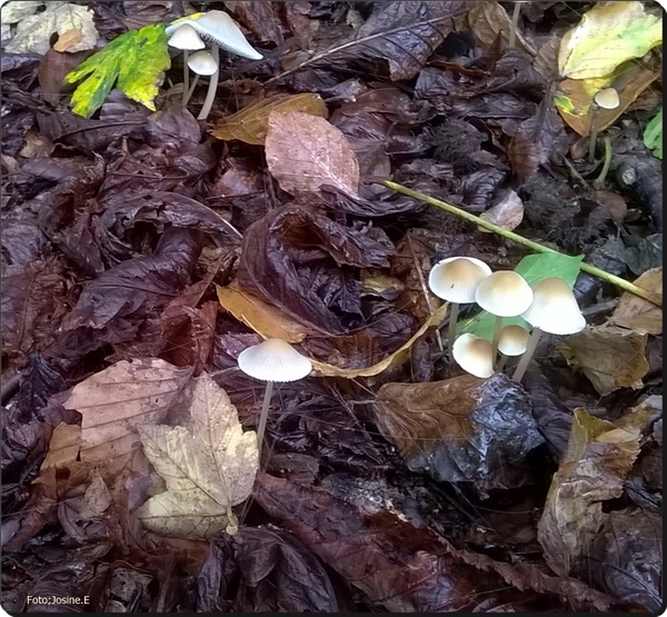 Paddenstoelen zijn mysterieus. In de herfst geven ze geur en kleur aan het bos. Deze intrigerende organismen maken bovendien de kringloop rond: breken het oude af en geven kansen aan vruchtbaar nieuw leven.