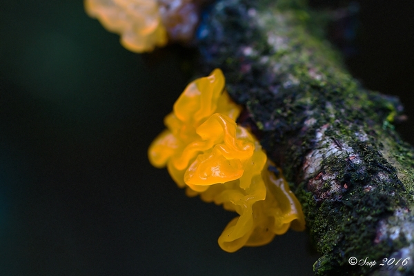 paddestoelen 2016--7