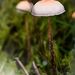 paddestoelen 2016--10