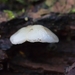 paddestoelen 2016--17