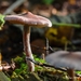 paddestoelen 2016--20