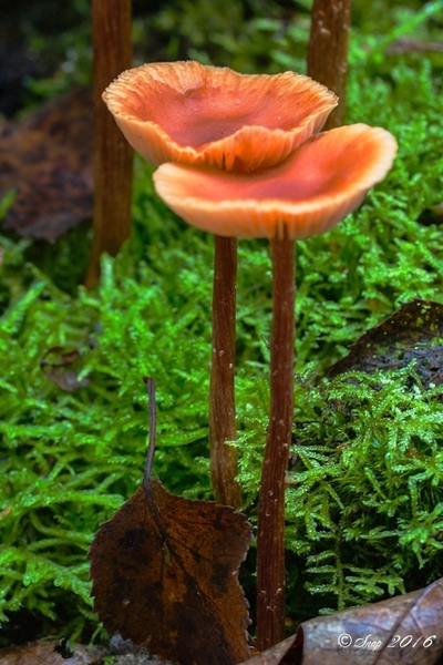 paddestoelen 2016--21