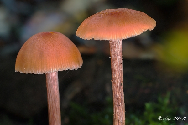paddestoelen 2016--22