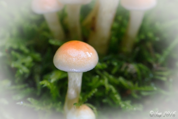 paddestoelen 2016--23