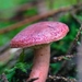 paddestoelen 2016--45