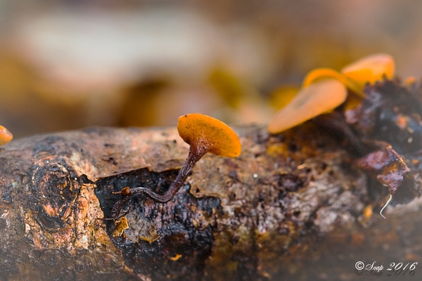 paddestoelen 2016--46