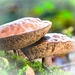 paddestoelen 2016--47