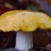 paddestoelen 2016--48