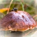 paddestoelen 2016--49