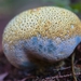 paddestoelen 2016--65