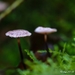 paddestoelen 2016--66