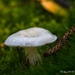 paddestoelen 2016--67