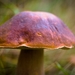 paddestoelen 2016--83