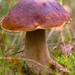 paddestoelen 2016--84