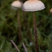 paddestoelen 2016-7275