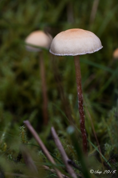 paddestoelen 2016-7275