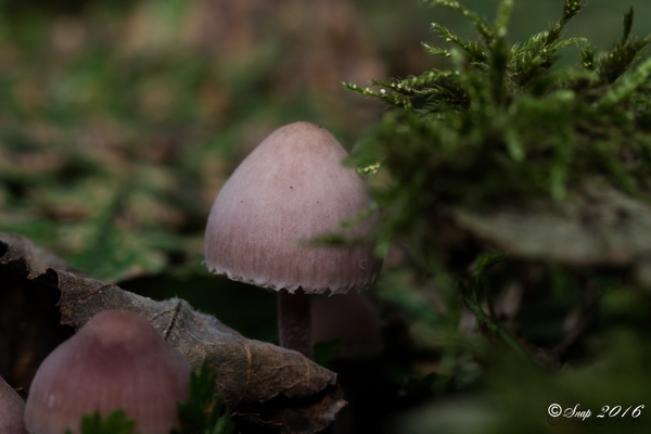 paddestoelen 2016-7302