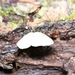 paddestoelen 2016-7410