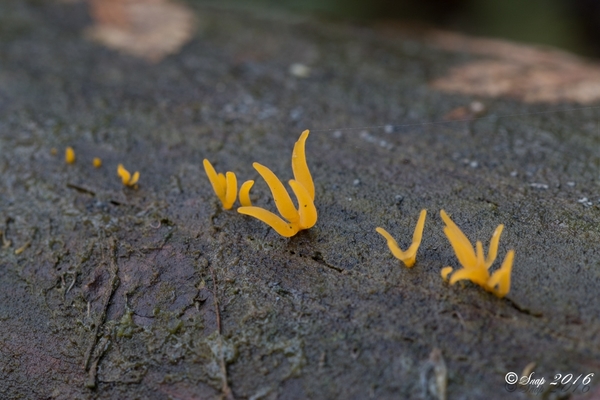 paddestoelen 2016-7452