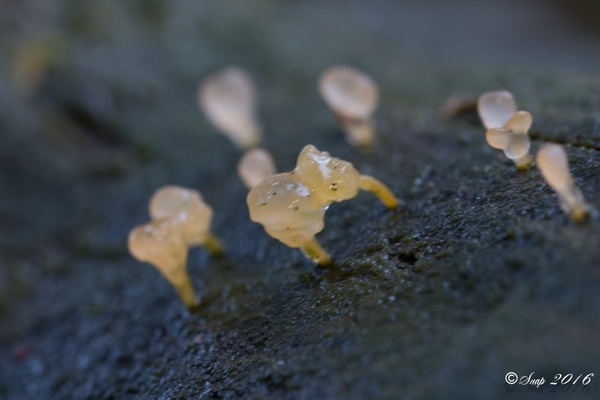 paddestoelen 2016-7456