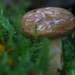 paddestoelen 2016-7521