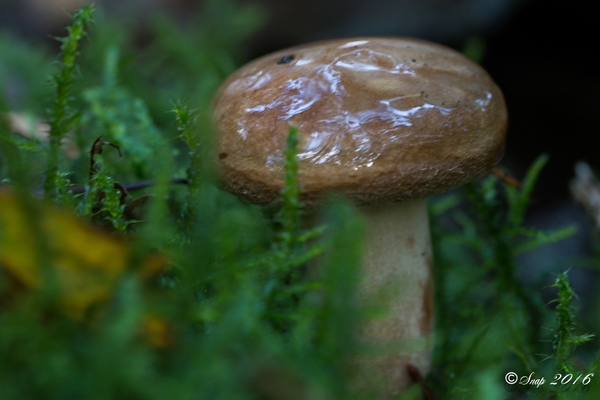 paddestoelen 2016-7521