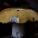 paddestoelen 2016-7568