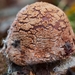 paddestoelen 2016-7572