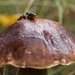 paddestoelen 2016-7590