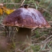 paddestoelen 2016-7595