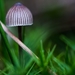 paddestoelen 2016-7611