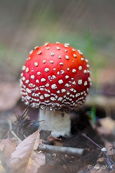paddestoelen 2016--3