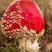 Paddestoelen 2016-8330