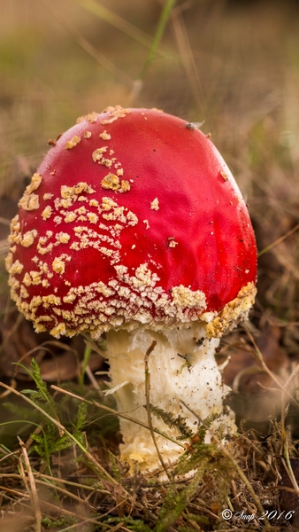 Paddestoelen 2016-8330