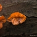 Paddestoelen 2016-8356