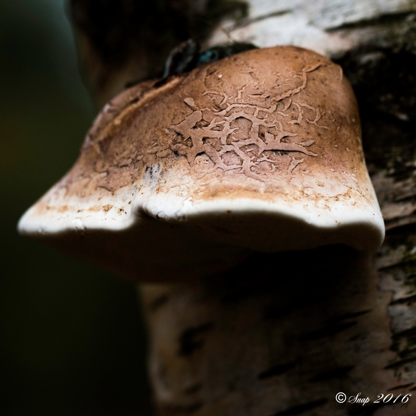 Paddestoelen 2016-8360