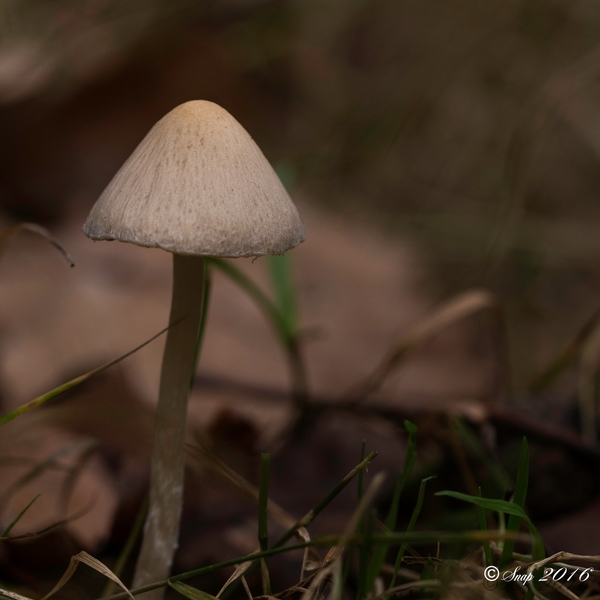 Paddestoelen 2016-8362