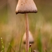 Paddestoelen 2016-8365