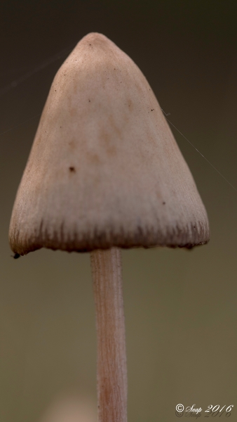 Paddestoelen 2016-8369